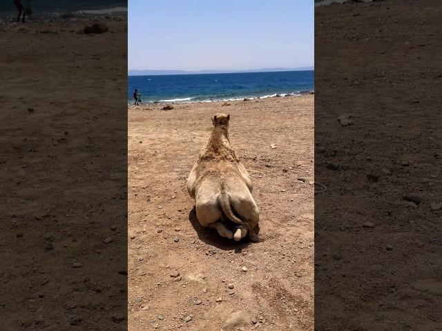 Camel enjoying the sea before ride #short #camel ￼#ride