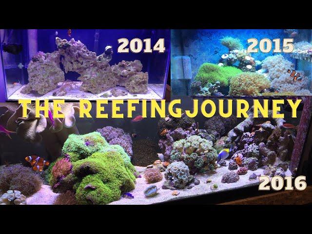 Shallow Reefing-My Reef Tank Journey 2014 2018