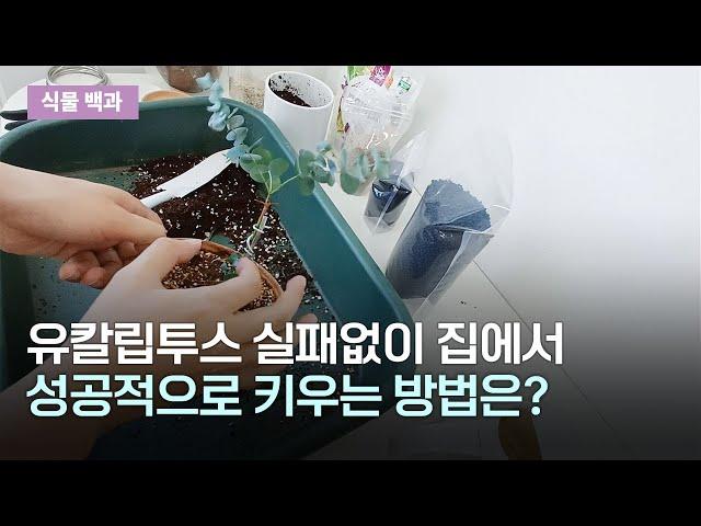 유칼립투스 키우기! 분갈이와 물주기 방법을 알아봅니다 | 식물백과