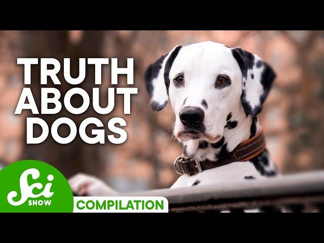 Why Do Dogs Do That? | Fun Dog Facts Compilation