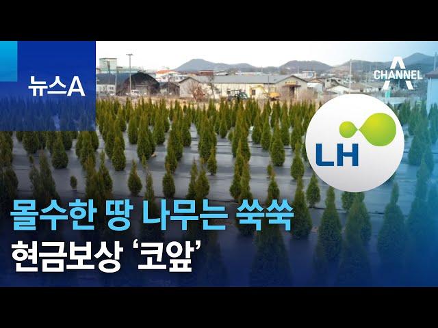 ‘LH 투기 사태’ 몰수한 땅 나무는 쑥쑥…현금보상 ‘코앞’ | 뉴스A