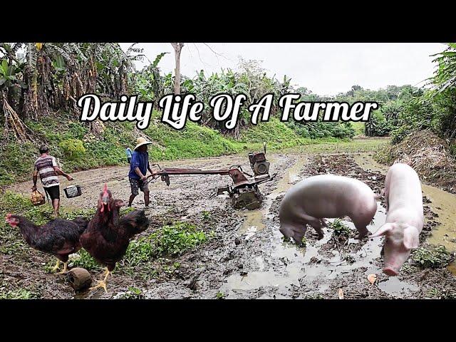 Daily Life Of A Filipino Farmer / Rural Life In The Province