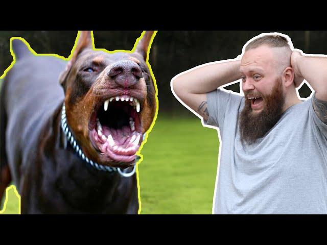 Aggressive Dog Fixed In SECONDS! You'd Never Guess What We Discovered!