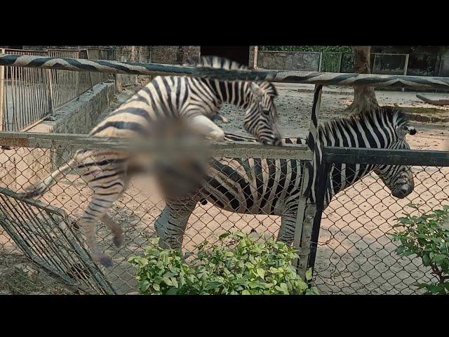 zebra meeting life in zoo part two