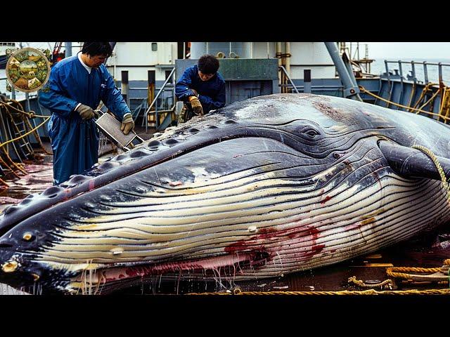 Explore Japanese cuisine, How Japanese processing giant whales into special sashimi - Emison Newman