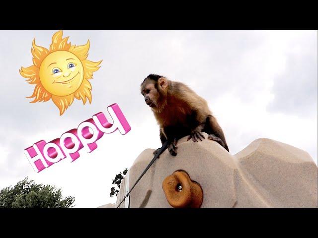 Monkey Training At the Park!