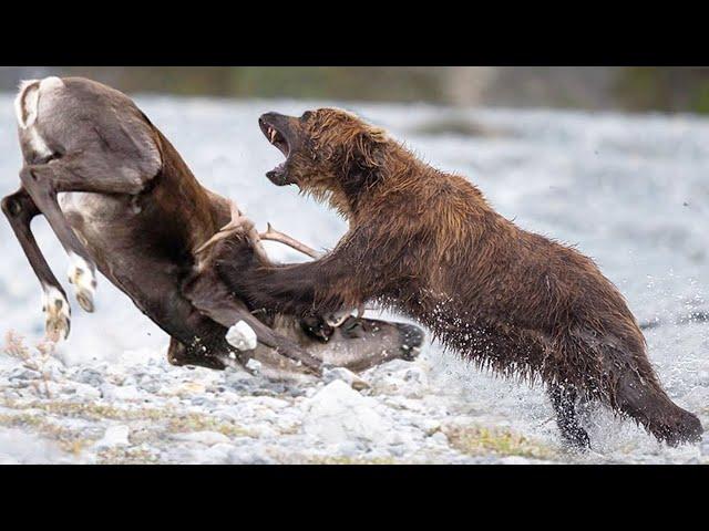 How does a GRIZZLY bear attack? A huge and furious predator that you can't escape from!