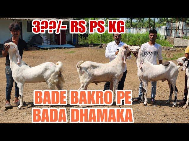 380/- Rs Pr Kg Se Bade Bakro Pe Bada Dhamaka Agwan Goat Farm Ki Taraf Se Bhiwandi Padgha