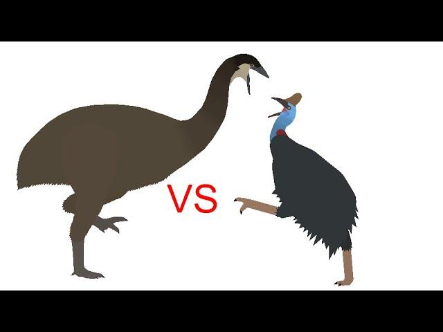 Elephant Bird Vs Cassowary