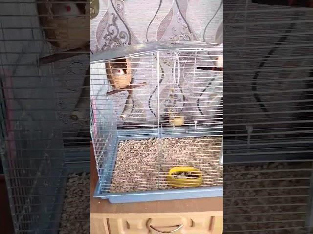 Огляд другої пари амадин️ #птахи #bigcage #pets #zebrafinch