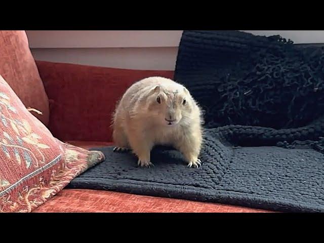 Prairie dogs are considered pests. I took one home.