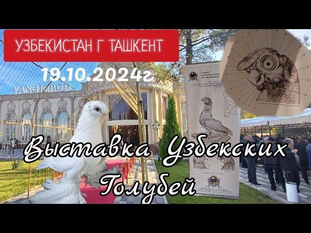 Выставка Узбекских Голубей,г Ташкент, 19.10.2024г #uzbekistan #güvercinlerim #Pigeons