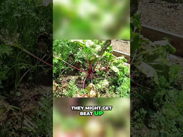 Get Your Fall Garden Started Early: Tips for Planting Beets, Turnips, and Rutabagas