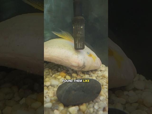 Can I Save My $500 DYING Fish?