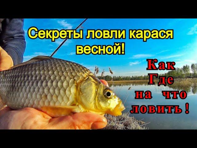 Как ловить карася весной! Секреты ловли весеннего карася