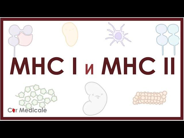 Главный комплекс гистосовместимости - MHC 1 и 2 - что такое, функции, строение, механизм презентации