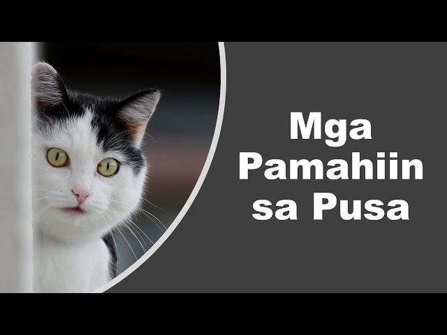 13 Mga Pamahiin at Paniniwala Tungkol sa mga Pusa