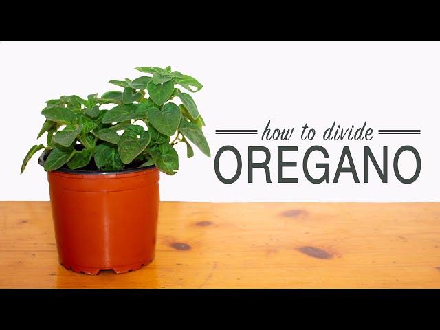 How to Divide Oregano