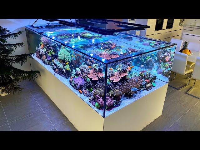 After 1 year - GERMAN REEF TANKS - 4000 liter Lagoon aquarium