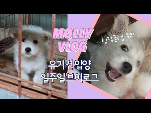 MOLLY l 새로운 가족 서로가 낯선 일주일, 유기견 입양 브이로그