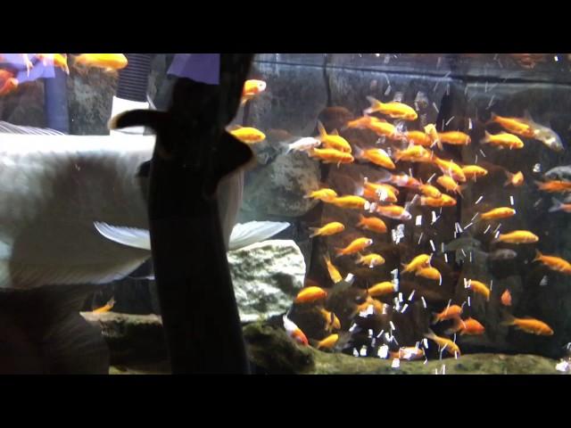 Monster Bichir Fish Tank