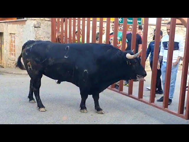  CUIDADO! ESTE TORO SE ACERCA MUCHO A LOS BARROTES