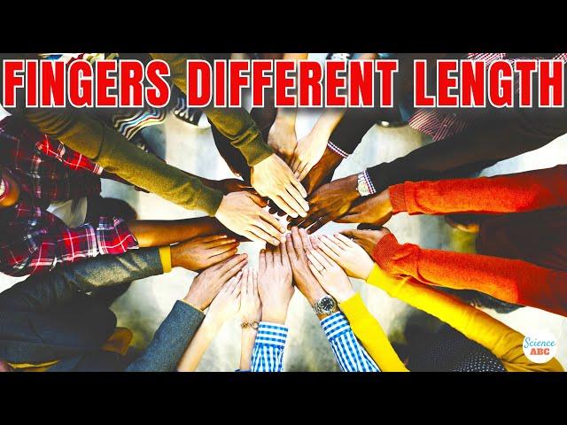 Why Are Fingers DIFFERENT Lengths?