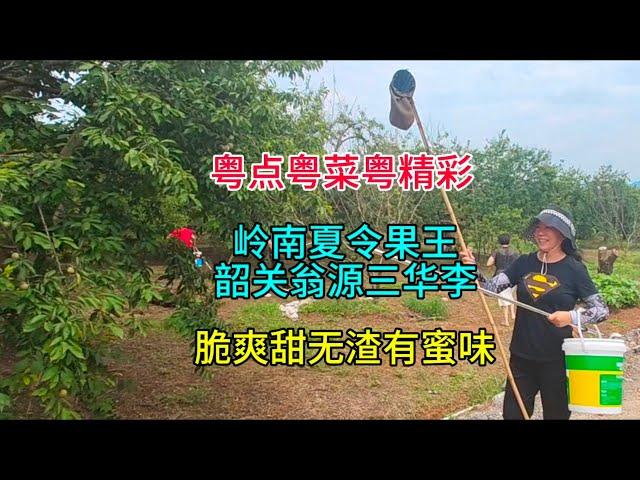 粤点粤菜粤精彩，岭南夏令果王韶关翁源三华李，脆爽甜无渣有蜜味，粤语中字幕2024-6-16