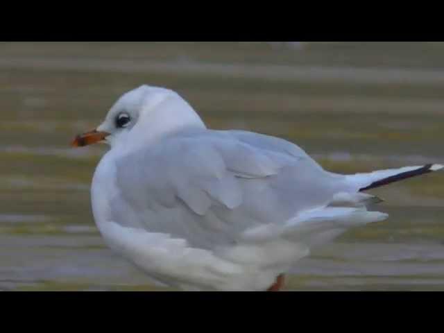 Mediterranean Gull at Caswell Bay, Gower