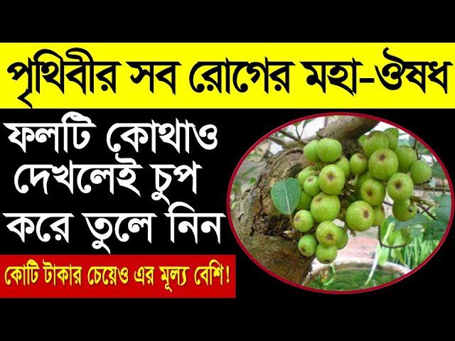 পৃথিবীর সব রোগের মহাঔষধ | কোটি টাকার চেয়েও উপকারি ফল | ডুমুর ফল একবার খেলেই আমৃত্যু কোনো রোগ হবে না!