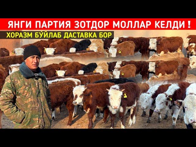 ЯНГИ ПАРТИЯ ЗОТДОР    МОЛЛАР КЕЛДИ ХОРАЗМ БУ́ЙЛАБ ДАСТАВКА ДИЛШОД ОҒАНИ ФЕРМАСИ !!! ХОРАЗМ БОЗОР