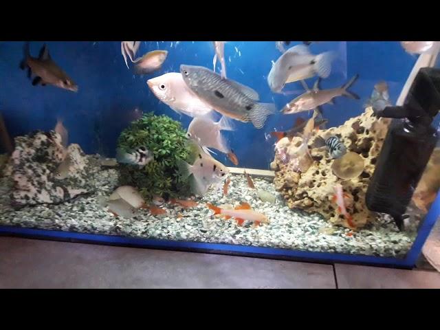 My home fish tank