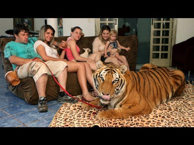 Living With Tigers: Family Share Home With Pet Tigers