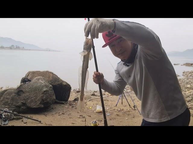 강화도 낚시숭어 보다 잡기 힘든 5월망둥어