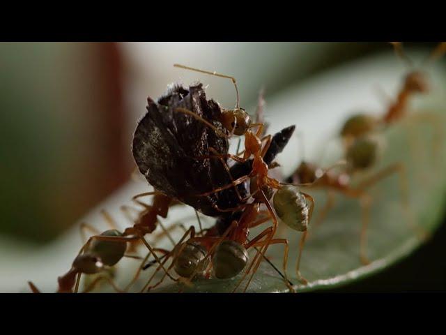 Ants Battle to Protect Their Fortress | Life Story | BBC Earth