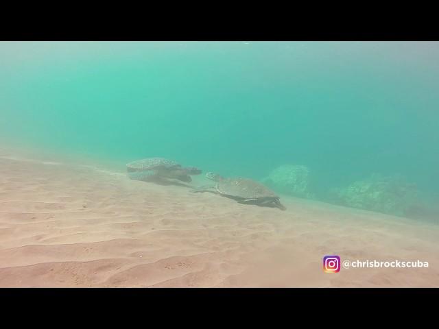 Turtle Love at Makena Landing Maui