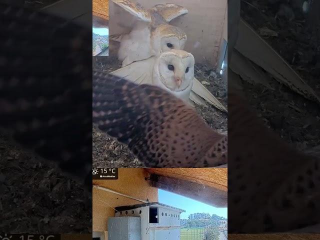 Crazy!! Falcon fights 2 Owls, escapes #birds #animals #animallovers #mma #wildlife