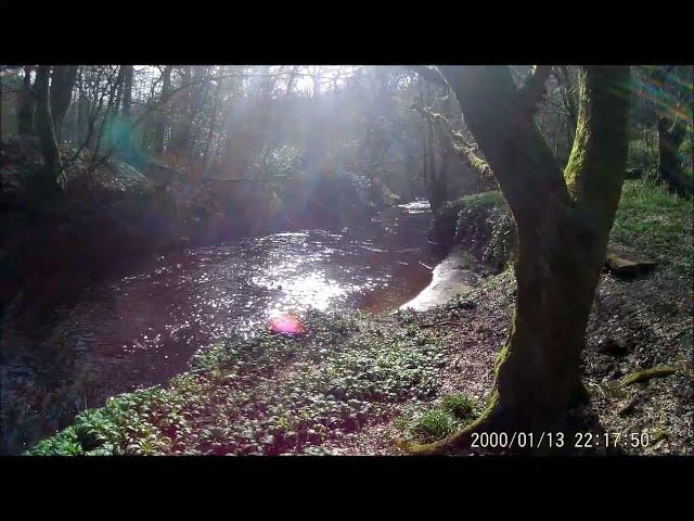 fly fishing for wild river brown trout, early spring 1