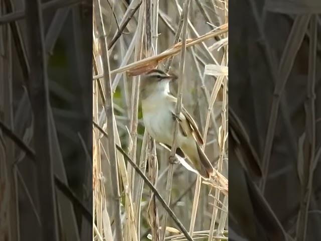 ️️El carricero agrícola (Acrocephalus agricola) cantando️️