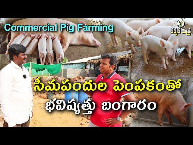 సీమ పందుల పెంపకంతో భవిష్యత్తు బంగారం || Commercial Pig Farming || Piggery Business || Karshaka Mitra