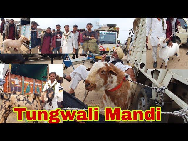 Tungwali Bakra Mandi Documentary | Rates Of Barbari And Punjabi Goats.