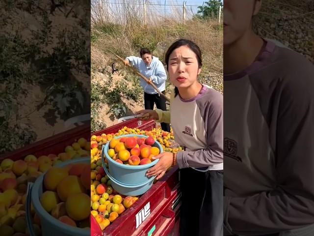 Champa is throwing away all her fruits  part{9}#viral #trending #fruit #shorts