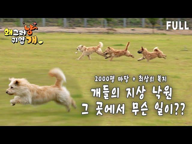 2000평 마당,최상의 복지! 8마리 개에게 지상 낙원인 이곳에서 벌어진 사건!!!!