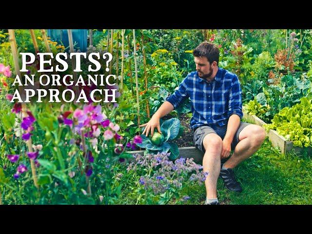 Natural Pest Control Tips That Work | Low-Cost Gardening