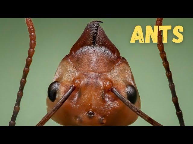 ANTS- VISUAL EXPERIENCE