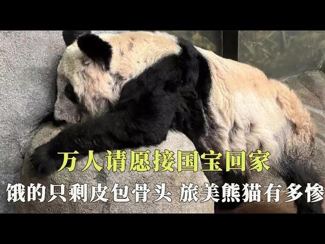 万人请愿接国宝回家，旅美熊猫惨不忍睹，饿的只剩皮包骨全身是病【西风探瘦马】