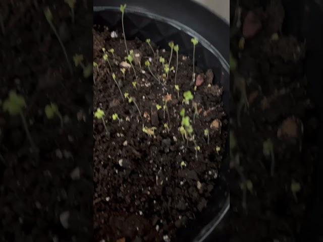 Gardening in home for Vegetables. #microgreen#Hotmix#gardeningindoors#growwhatyoueat#Dollartreepots#