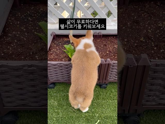 삶이 무료하다면 웰시코기를 키워보세요...^^ #얘는언제쯤정신차릴까 #웰시코기 #강아지