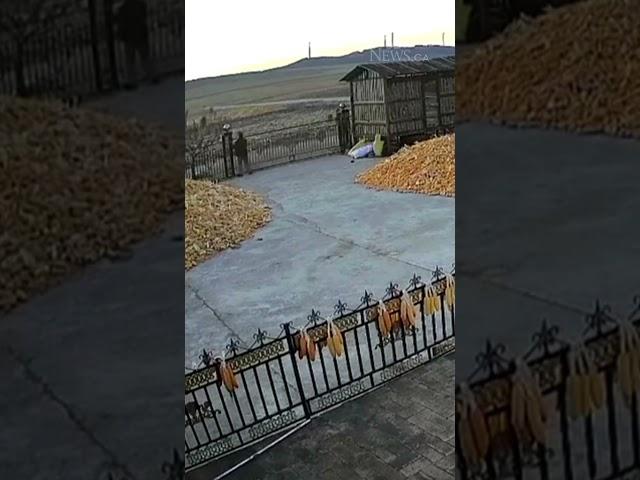 Farmer narrowly escapes tiger attack