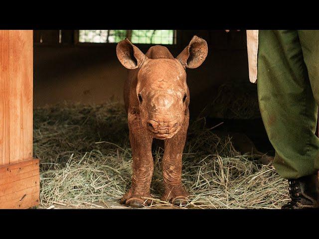 Rescue of Orphaned Rhino Chamboi | Sheldrick Trust